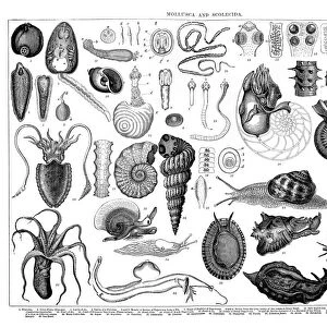 Old engraved illustration of Mollusca and Scolecida