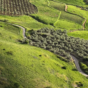 Olive groves and vineyards, Ronda, Andalusia, Spain