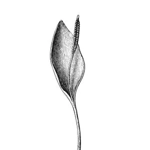 Ophioglossum vulgatum (adder s-tongue)
