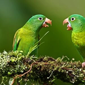 Orange-chinned Parakeet (Brotogeris jugularis jugularis)