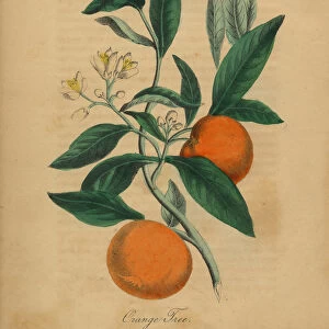 Orange Tree Victorian Botanical Illustration