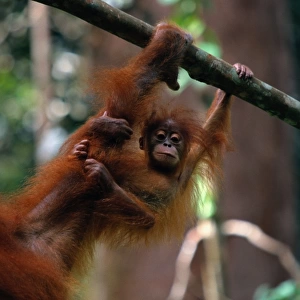 Orangutan baby (Pongo pongo abelii) clutching mothers arm, Indonesia