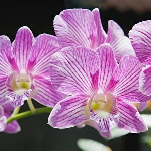 Orchid flowers -Orchidaceae-, Ubud, Bali, Indonesia