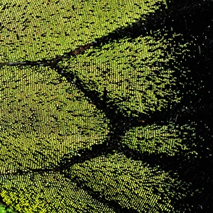 Oregon swallowtail (Papilio oregonius) wing detail