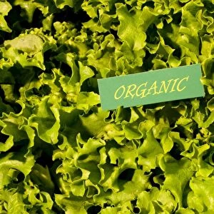 Organic produce, green lettuce, Waterloo, Quebec, Canada, North America