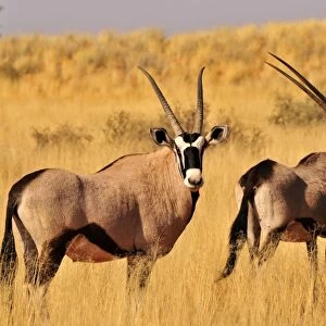 Oryx or Gemsbok (Oryx gazella) in the high grass of the Kgalagadi Transfrontier Park, Kalahari, South Africa, Africa