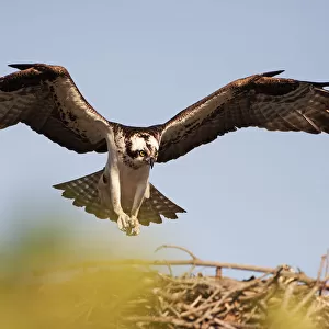 Osprey descending on nest