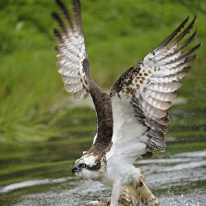 Osprey -Pandion haliaetus- taking flight after an unsuccessful hunt, Pothiolampi, Kangasala, Westfinnland, Finland