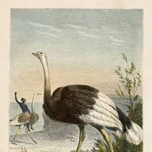 Ostrich engraving chromolitography 1880