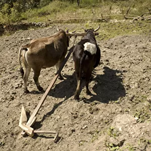 Oxen standing on a dry field yoked to a handmade carved wooden plough, Annapurna Conservation Area, Nepal, Asia
