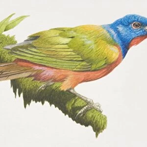 Painted Bunting (Passerina ciris), bird with a blue head, bright red underparts and green wings