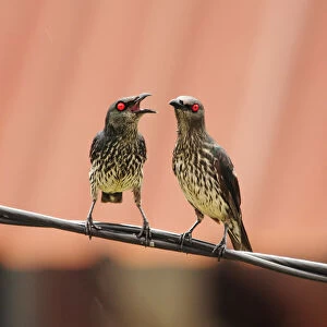 Starlings Collection: Asian Glossy Starling