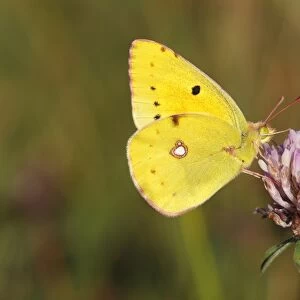 Pale Clouded Yellow -Colias hyale-, male perched on the flower of a red clover, Altenseelbach, Neunkirchen, North Rhine-Westphalia, Germany