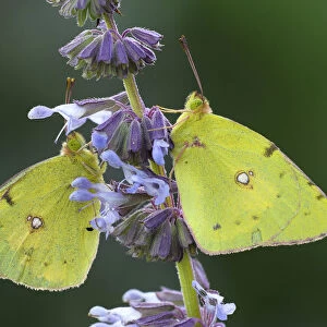 Butterfly Art Prints: Clouded Yellow