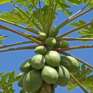 Papaya fruits on a tree, Big Island, Hawaii, North America, United States