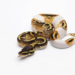 Pastel Piebald Ball Python or Royal Python -Python regius-, female