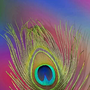 Peacock Tail Feathers Hues