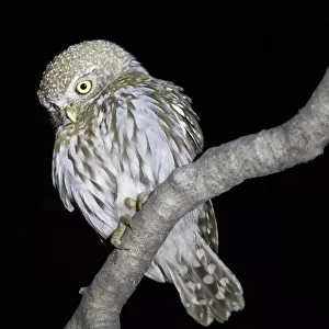 Owls Fine Art Print Collection: African Wood Owl