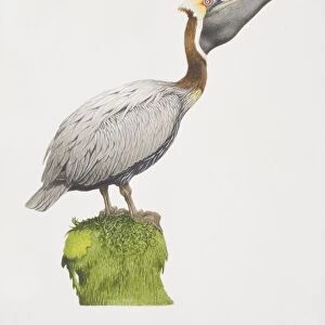 Pelecanus occidentalis, Brown Pelican perched on a green stump, side view