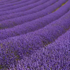 UK Travel Destinations Glass Coaster Collection: Hitchin Lavender Fields