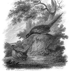 Pheasants engraving 1802