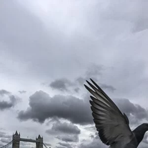 A pigeon flying past London bridge