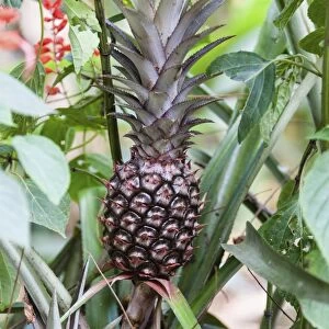 Pineapple plant with fruit -Ananas comosus-, Kumily, Kerala, India