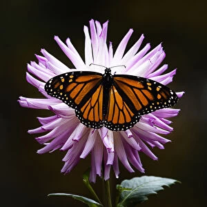 Pink Dahlia Covered by Orange Monarch Butterfly at Bayard Cutting Arboretum