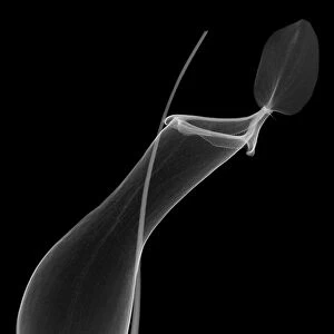 Pitcher plant (Nepenthes coccinea) pitcher, X-ray