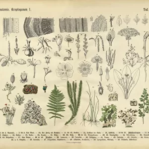 Plant Anatomy, Victorian Botanical Illustration