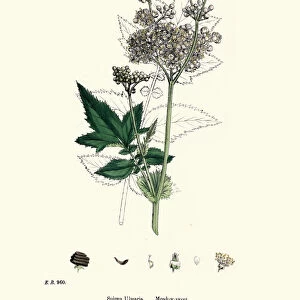 Plants, Filipendula ulmaria, Meadowsweet, 19th Century print