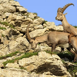 Playful attempt at coupling of alpine ibex (Capra ibex)