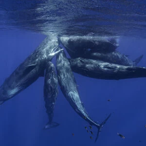 Pod of sperm whale calves and juveniles in a social group, north western Mauritius, Indian Ocean