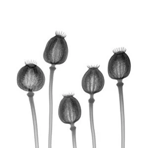 Poppy seed heads, X-ray