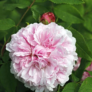 Portland Rose variety Jacques Cartier, historic rose variety from 1868 with fragrant flowers (Rosa x Portlandia cultivar Jacques Cartier)