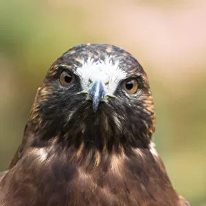 Portrait of Hawk