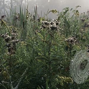 Portrait of a Spiders Web in Dense Wetlands