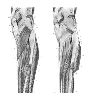 Posterior leg region anatomy engraving 1866