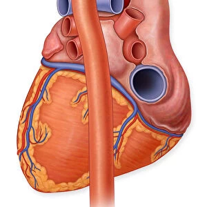 Posterior view of a normal heart and its arteries
