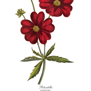 Potentilla or Cinquefoil Plant, Victorian Botanical Illustration