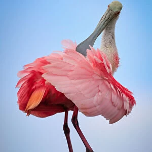 Preening Spoonbill sits atop a palm tree stump and preens