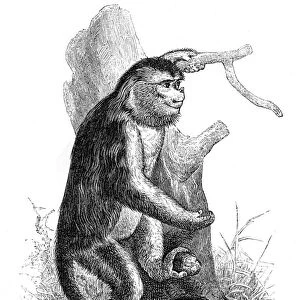 Proboscis monkey engraving 1878