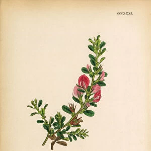 Procumbent Rest-Harrow, Ononis arvensis, Victorian Botanical Illustration, 1863