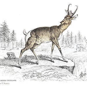 The Pronghorn antelope engraving 1855