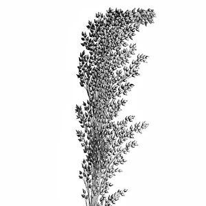 Proso millet (Panicum miliaceum)