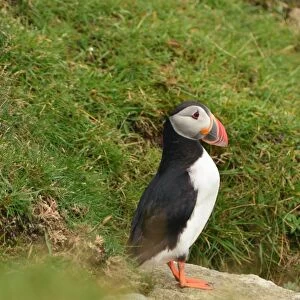 Puffin on a cliff