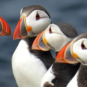 Puffins on the Farne islands