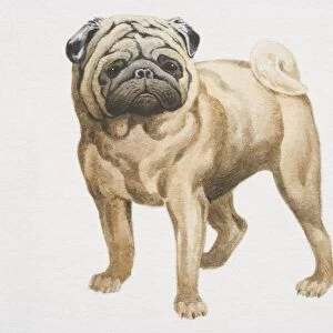 Pug (canis familiaris), front view