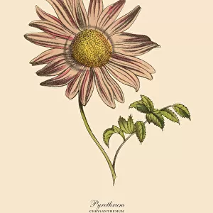 Pyrethrum or Chrysanthemum Plant, Victorian Botanical Illustration