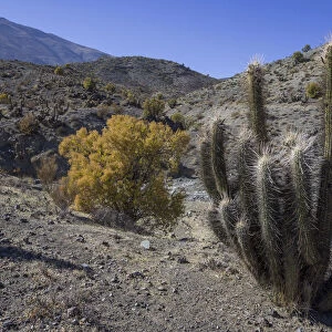 Quisco Cactus or Hedgehog Cactus -Echinopsis chiloensis-, Rio Hurtado, Region de Coquimbo, Chile